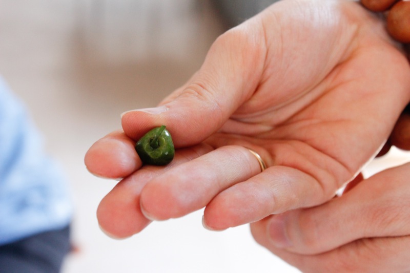 Melatih Kesabaran Melawan Siput